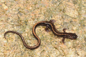 Salamandra común