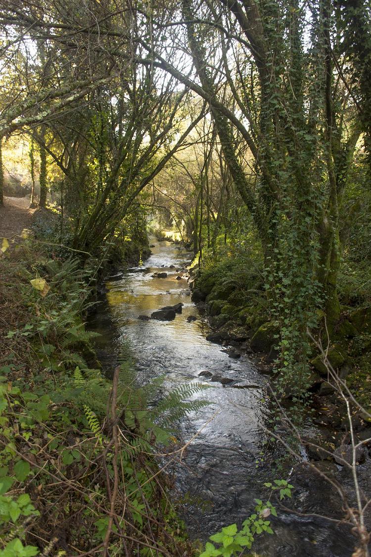 Río Sar o seu paso polo Restollal Río Sar o seu paso polo Restollal