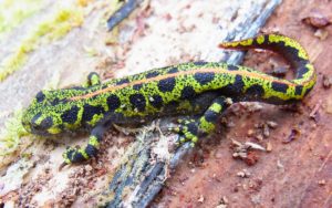 Triturus marmoratus