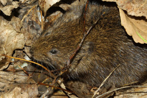 Rata de auga común Rata de auga común