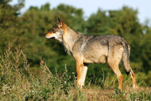 Lobo