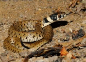 Cobra de colar