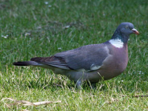 Pombo torcaz