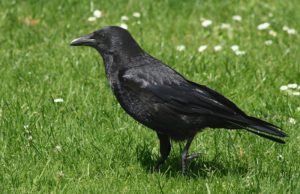 Corvo pequeno
