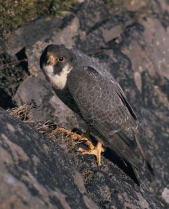 Falcón peregrino