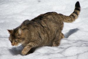 Gato montés