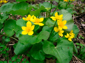 Herba centella