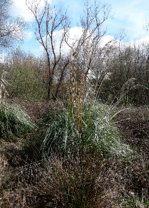 Herba das Pampas Herba das Pampas