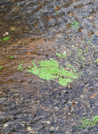 Lentella de auga Lentella de auga