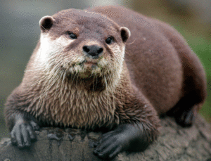 Lontra Lontra