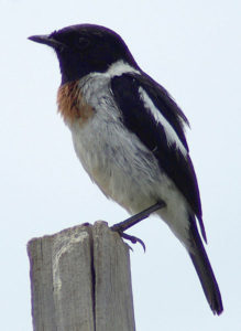Chasco común