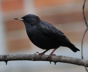 Estorniño negro