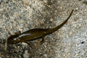 Tritón