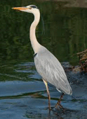 Grou Real