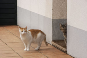 Gatos na Ponte de Sar