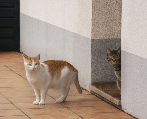 Gatos na Ponte de Sar