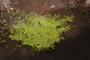 Lentellas de auga