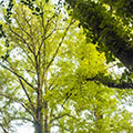 Natureza Natureza