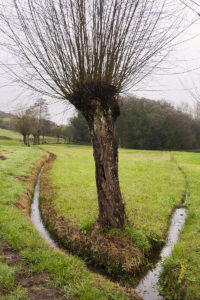 Regos de prados