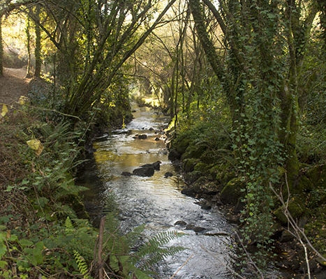 Río Sar por el Restollal