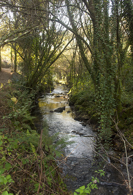 Río Sar por el Restollal