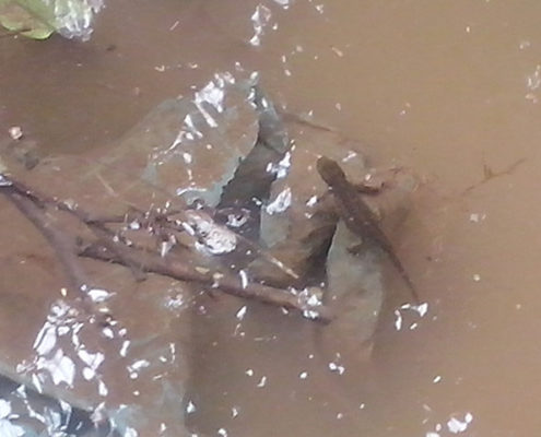 Tritón