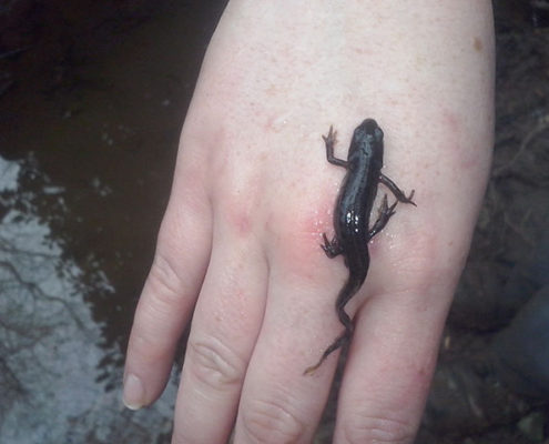 Tritón