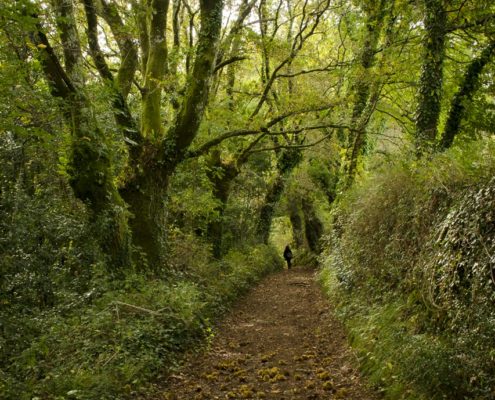 Camino al castro