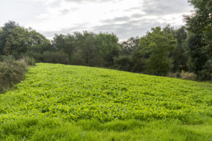 campo de navizas
