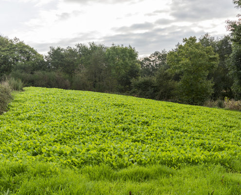 campo de cultivo campo de cultivo