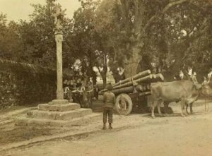 Antiga Carballeira de SanLourezo Antiga Carballeira de SanLourezo