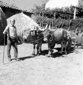 Palleiro e carro de vacas Palleiro e carro de vacas