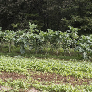 Horta de Elvira