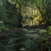Río Sarela Río Sarela