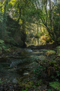 Río Sarela Río Sarela