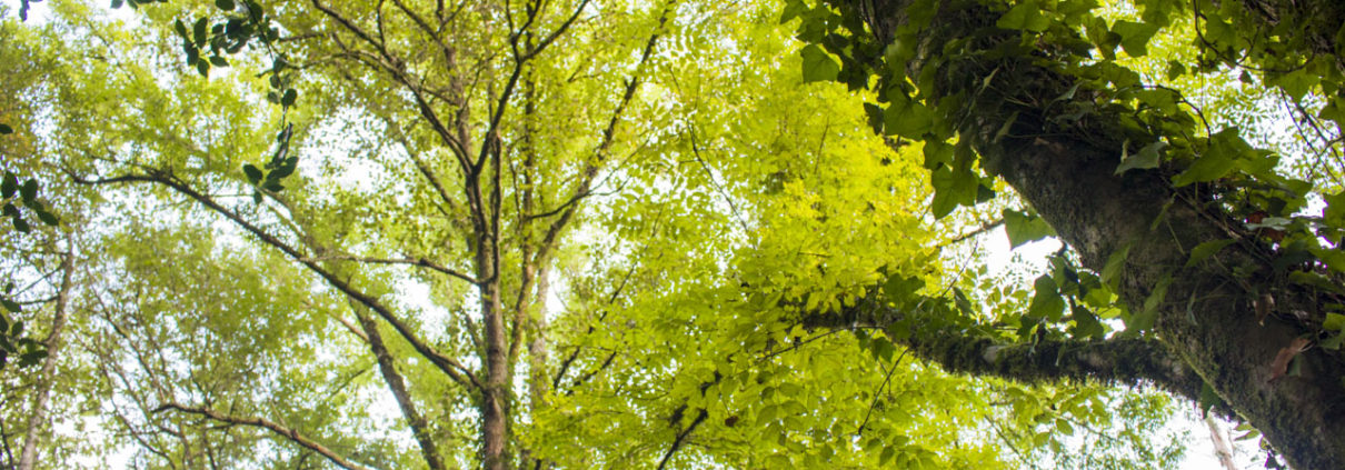Disfruta da Natureza Disfruta da Natureza