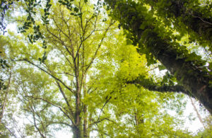 Disfruta da Natureza
