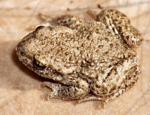 Sapo partero