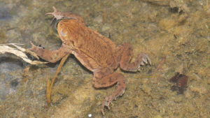 Sapo cuncheiro