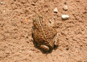 Sapo corriqueiro