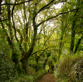 Camiños Camiños