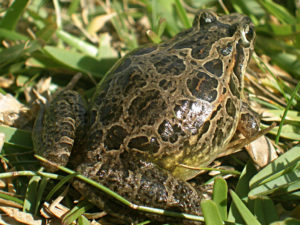 Sapo raxado